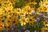 Moonbeam Coreopsis: Plant Care & Growing Guide