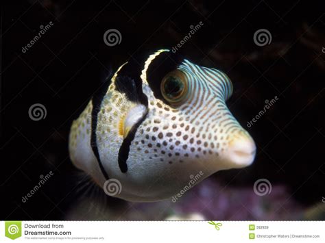 Black Saddled Toby Puffer Fish Royalty Free Stock Images