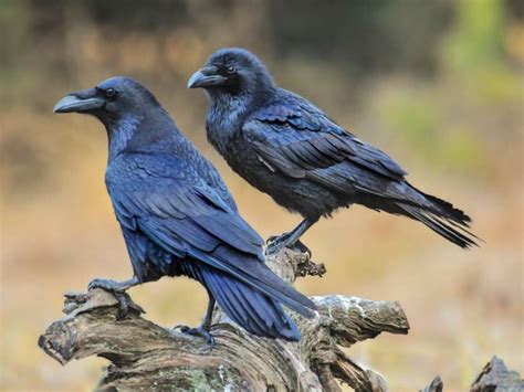 Raven Vs Crow How They Compare Merriam Webster