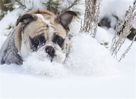 Snow Winter Dog Dogs Wallpapers 1650x1200