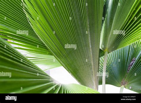 Cerrar Detalle De Las Hojas De Plantas Tropicales Fotografía De Stock