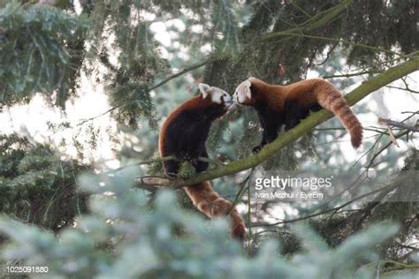 Two Red Pandas Stock Fotos Und Bilder Getty Images