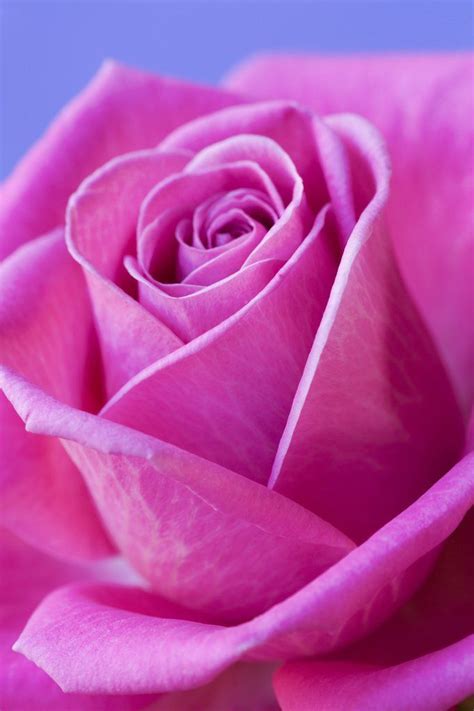 Close Up Of Pink Rose Beautiful Rose Flowers Beautiful Roses