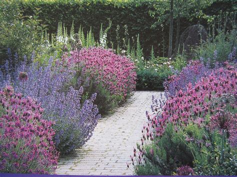 Pretty Walkway With Spanish Lavendar And Catmint Garden Paths Herb