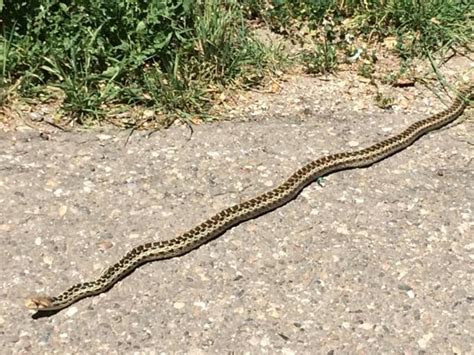 A comparison of a prairie rattlesnake and a bull snake in the nm desert. Are gopher snakes and rattlesnakes crossbreeding? - The Mercury News