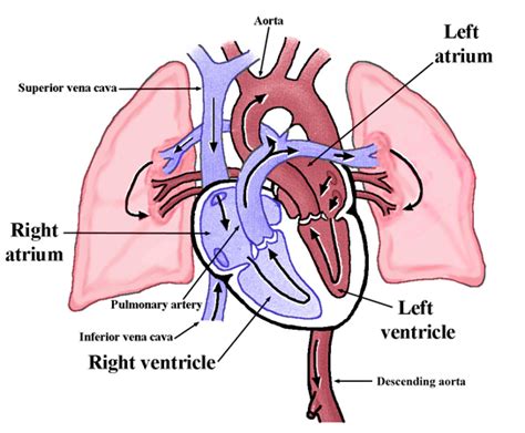 We did not find results for: Pin on Respiratory