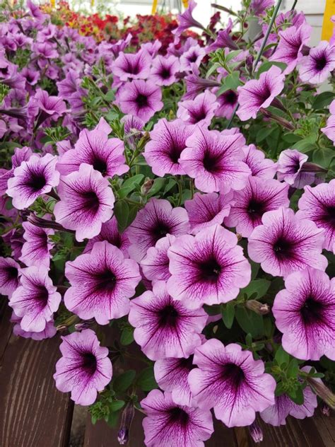 Maybe you would like to learn more about one of these? Hanging Basket Purple Petunia 2019 - Longfellow's Greenhouses