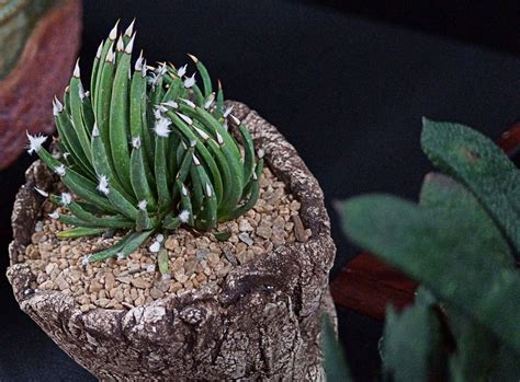 Find here details of companies selling cactus plants, for your purchase requirements. Intercity Cactus And Succulent Show 2014