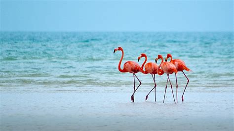 Animal Flamingo Animal Pássaro Praia Oceano Mar Horizonte Papel De