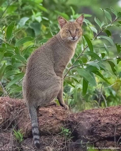 Jungle Cat In India Get To Know This Solitary Cat Indianwildography