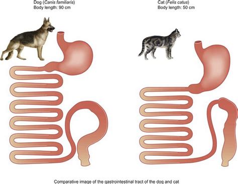 Gastrointestinal Physiology The Normal Stomach And Small Intestines