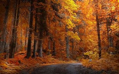 Forest Fall Road Yellow Trees Landscape Nature