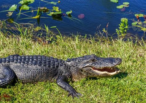 10 Things You Cant Miss On Your First Visit To The Everglades Dirt