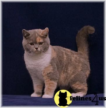 The british shorthair has a broad chest, short strong legs and large rounded paws. British Shorthair Cat for Sale: Rare Dilute Calico CFA ...