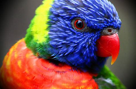 Cool Parrot Wallpapers Top Free Cool Parrot Backgrounds Wallpaperaccess