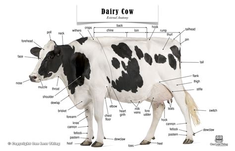 17 Elegant Parts Of A Dairy Cow Diagram