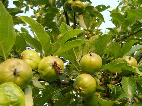 Free Images Apple Tree Branch Fruit Flower Food