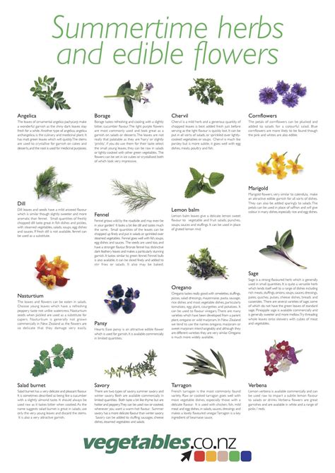 Summertime Herbs And Edible Flowers Nz Medicinal Wild
