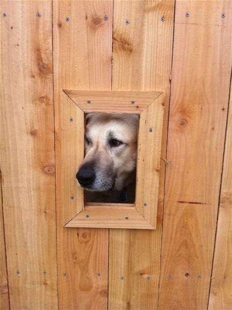 9 Best Dog Holes In Fence Images On Pinterest Funny Animals Adorable