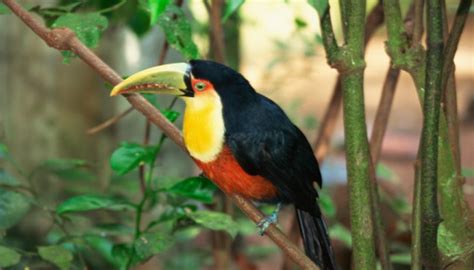 Animals Found In Tropical Rainforest Tropical Rainforest Animals