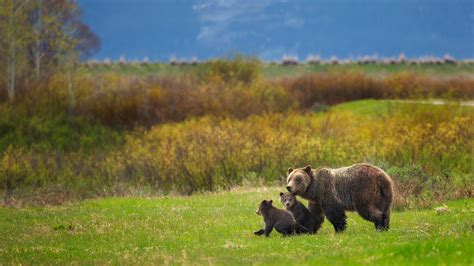 Yellowstone Grizzly Bears To Be Removed From Endangered Species List