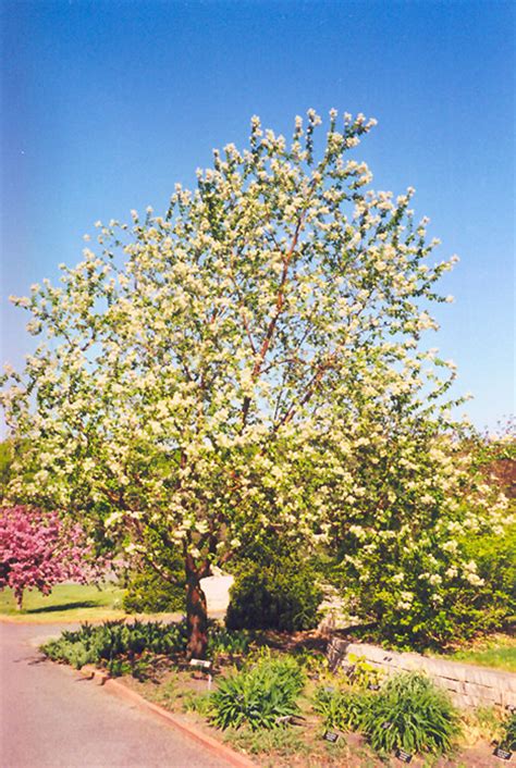Amur Cherry Prunus Maackii In Strathmore Calgary Drumheller Brooks