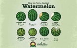 How to Pick a Perfect Watermelon | Eagle Eye Produce