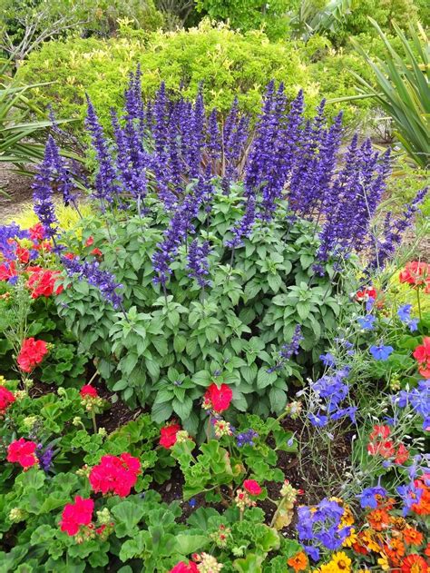 Arizona Garden Plants Shaded Desert Gardens Nursery Hummingbird