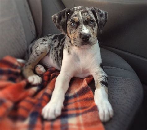 Catahoula Leopard Dog Mixed With Pitbull Dog Breeds Picture