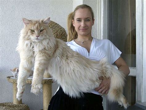 Some breeds of cats, such as the maine coon and the persian, grow to larger sizes than the average domestic cat. Maine Coon Cat Weight - Cat and Dog Lovers