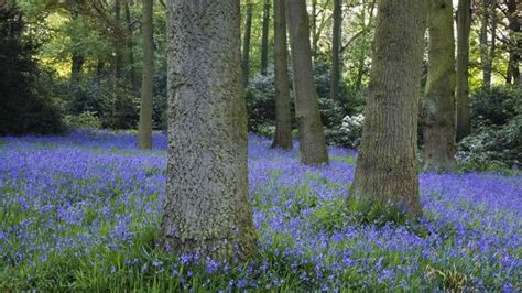 Best Places To See Britains Bluebells 8 Flower Filled Walks In The