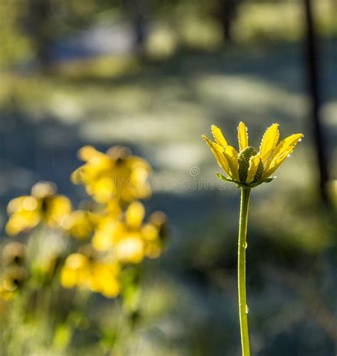 Beautiful Wild Yellow Blooming Flower Stock Photo Image Of Alpes