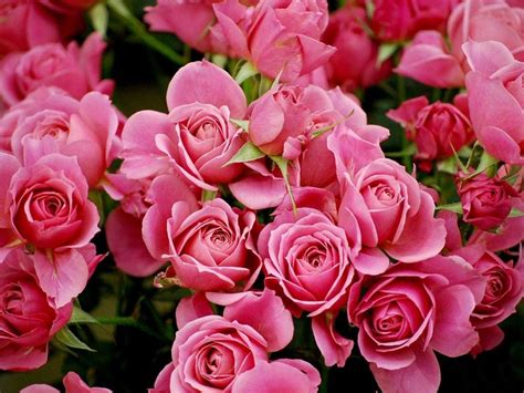 Beautiful Pink Roses Wallpapers For Desktop Wallpaper Cave