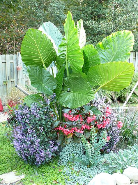 Best Plant Combination Ever Plants Cool Plants Tropical Garden