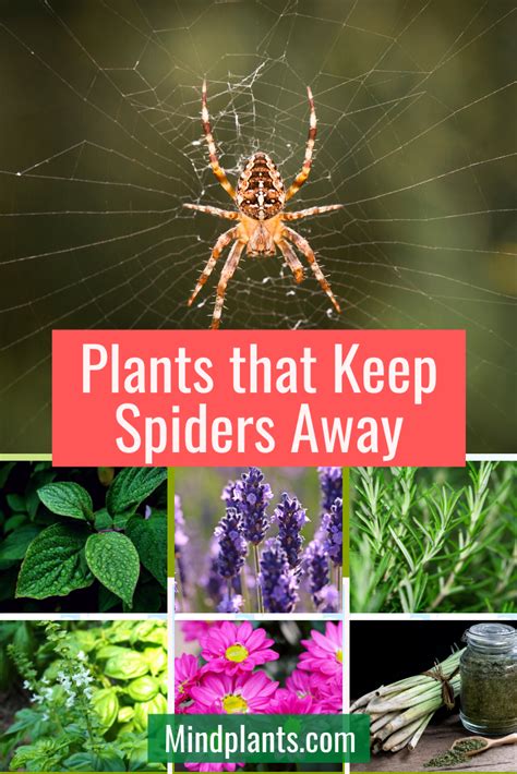 How To Get Rid Of Spiders In 2020 Get Rid Of Spiders Plants That