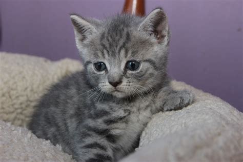 Grey Fluffy Tabby Cat