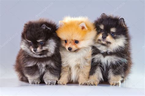 Three Pomeranian Puppies — Stock Photo © Laures 5889925