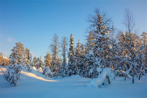 Winter Forest Landscape Trees Covered Snow And Golden Sunlight Stock
