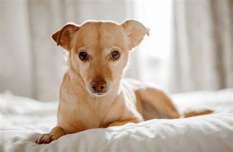 The Chihuahua Terrier Mix Breed Guide And Top Facts Animal Corner