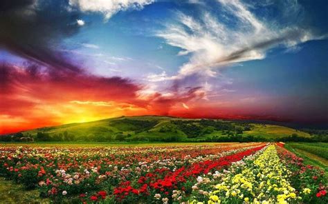 Những Hình Ảnh Vườn Hoa Hồng Đẹp Nhất Thế Giới Top 25 Loài Hoa Hồng