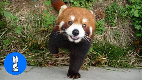 Most Adorable Red Panda Cutest Compilation Youtube
