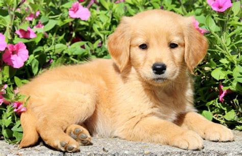 Roxy Golden Retriever Puppy For Sale Keystone Puppies Retriever