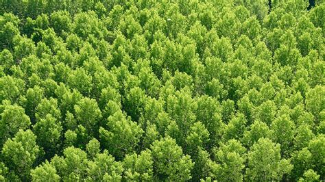 2560x1440 Forest Trees View From Above 1440p Resolution Wallpaper Hd