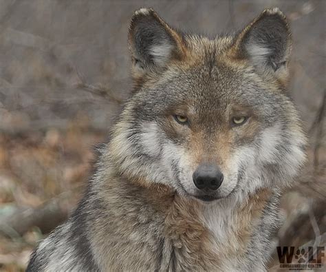 Mexican Wolf Killings Expose A Dark Underbelly Of Western Culture The