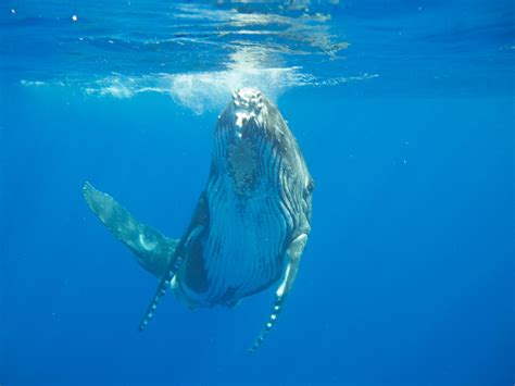 Swim With A Humpback Whale Calf Kingdom Of Tonga