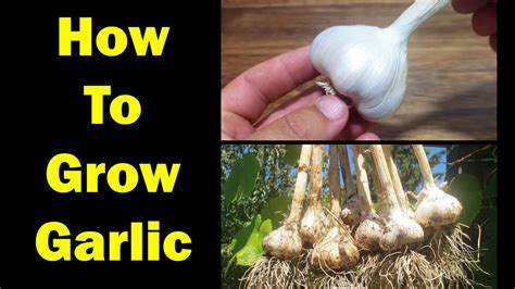 How To Grow Garlic The Definitive Guide For Beginners