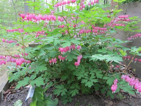 Check spelling or type a new query. Shade Tolerant Plants | Indianapolis