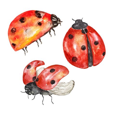 Premium Vector Watercolor Ladybug Set Flying Bright Insects