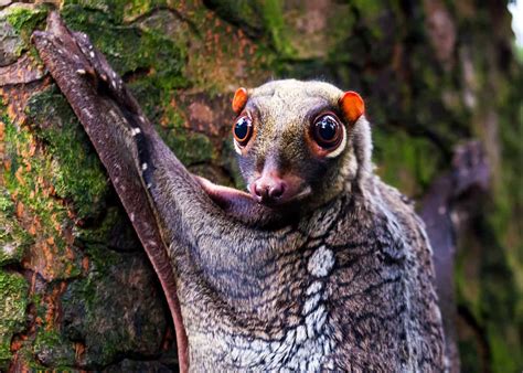 Top 151 Weird Rainforest Animals