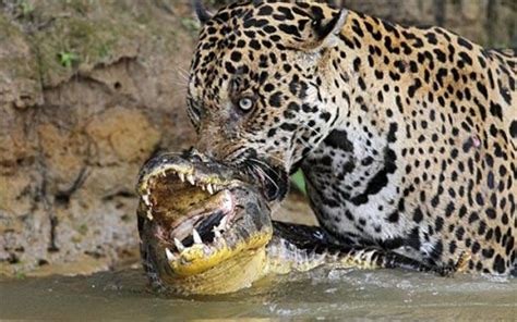 Jaguar Vs Anaconda Jaguars Are Known To Eat Deer Peccary Crocodiles